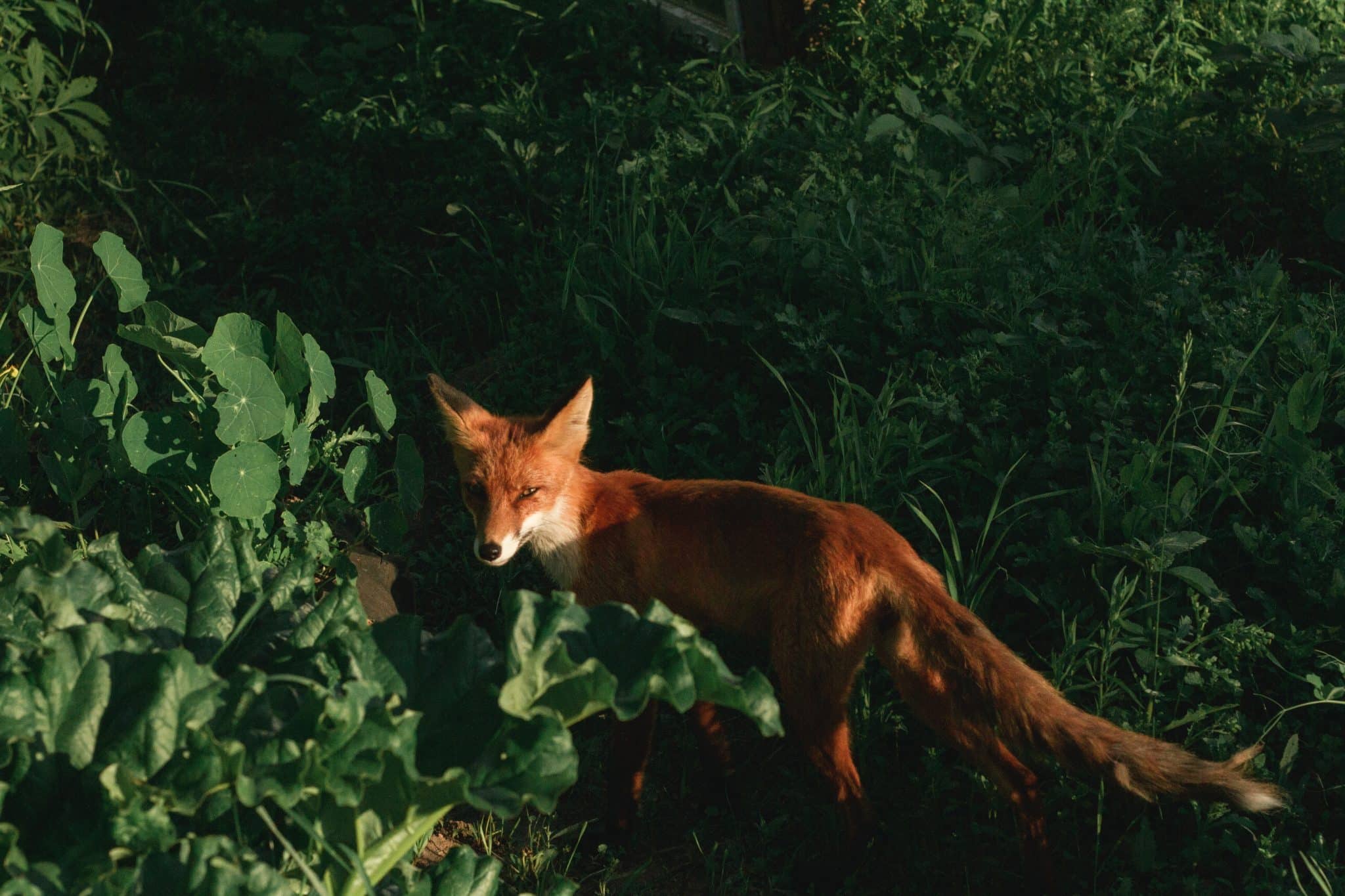 Empatia pelos animais reflita se nós realmente a temos