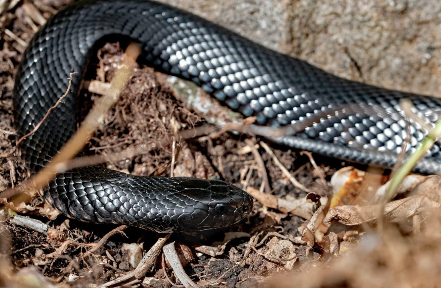 Descubra O Significado De Sonhar Cobra Preta