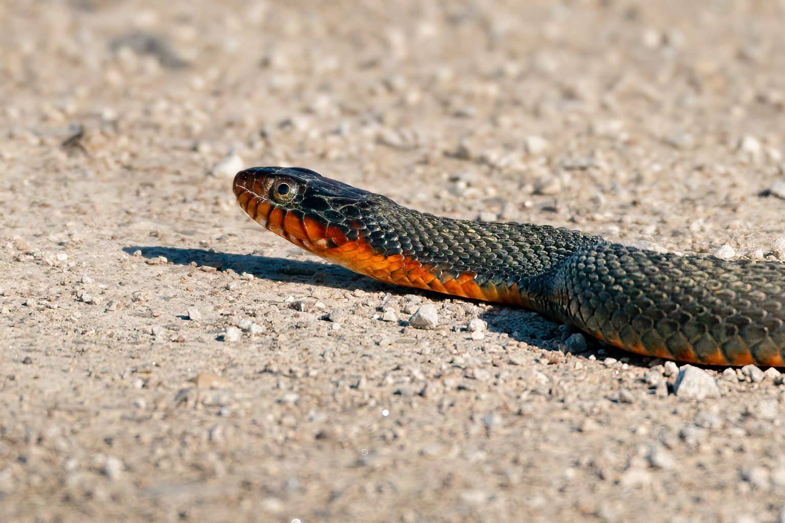 Sonhar cobra laranja desvende já o significado