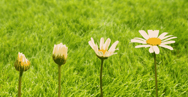 Evolução de uma flor de margarida