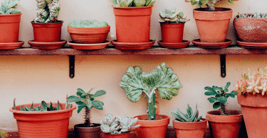 Plantas no vaso em casa