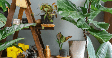 Quarto com várias plantas