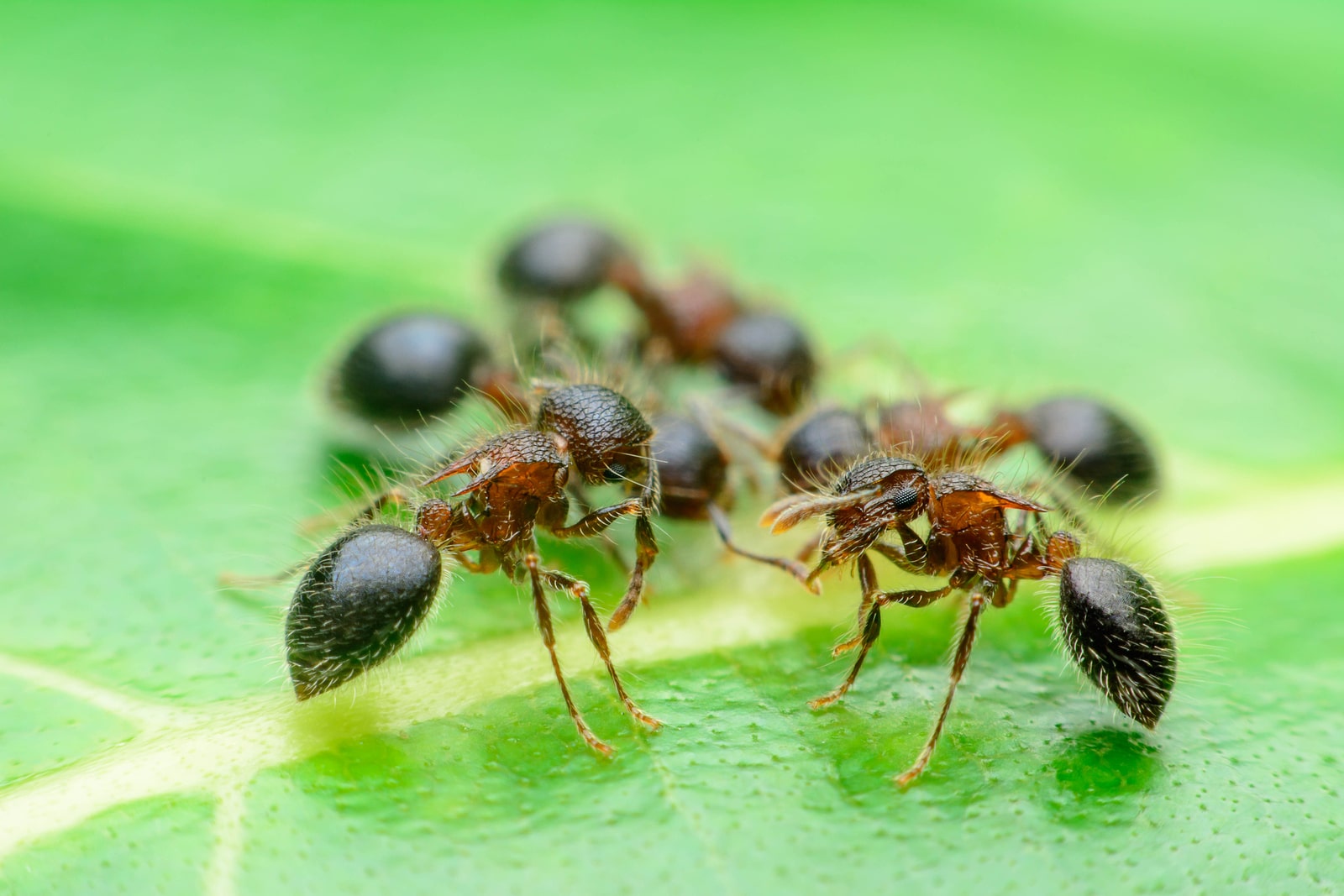 O Que Podemos Aprender Com Uma Formiga Eu Sem Fronteiras