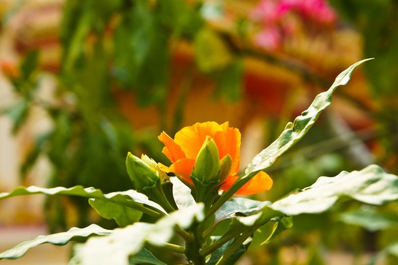 Conheça A Planta Ora Pro Nóbis