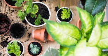 Vasos com plantas.