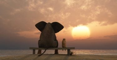 elefante e cachorro sentados em uma praia de verão.