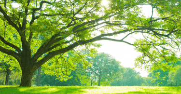 Imagem de uma árvore grande em um bosque