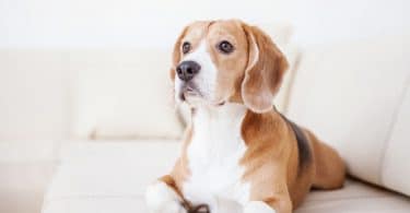 cão de raça beagle deitado no sofá branco no quarto de hotel de luxo