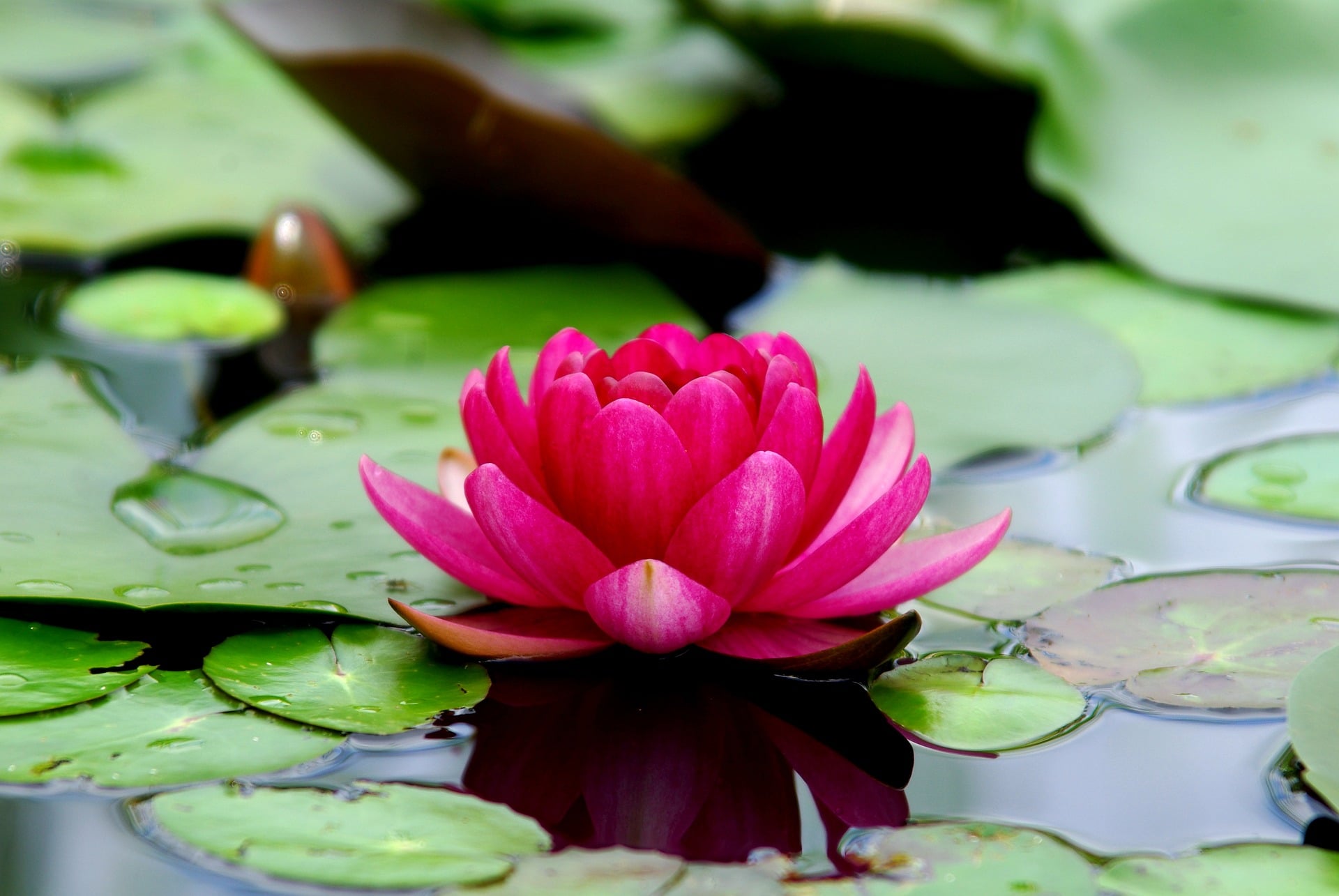 Flor De L tus Conhe a Sua Simbologia E Curiosidades