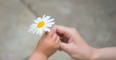 Mão infantil entregando Margarida para outra mão.