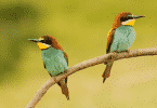 Dois pássaros coloridos em um galho