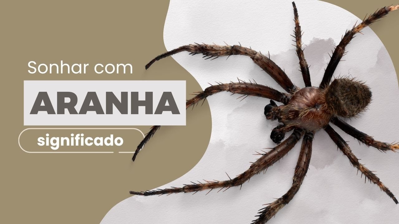 Significado dos sonhos: o que significa sonhar com aranha? Veja os números  – Metro World News Brasil