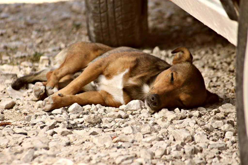 Imagem de um cachorro adulto vira lata nas cores bege claro, escuro e branco. Ele está dormindo sobre uma rua com pedras brancas.