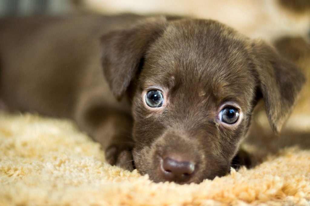 Imagem de um filhote de cachorro sem raça definida na cor marrom escuro. Ele está deitado sobre um tapete bege claro.