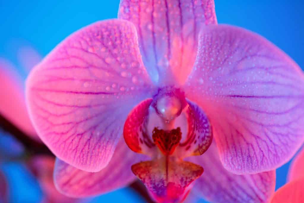 Imagem de uma linda orquídea lilás. Essa flor remete o conceito do clitóris da mulher.