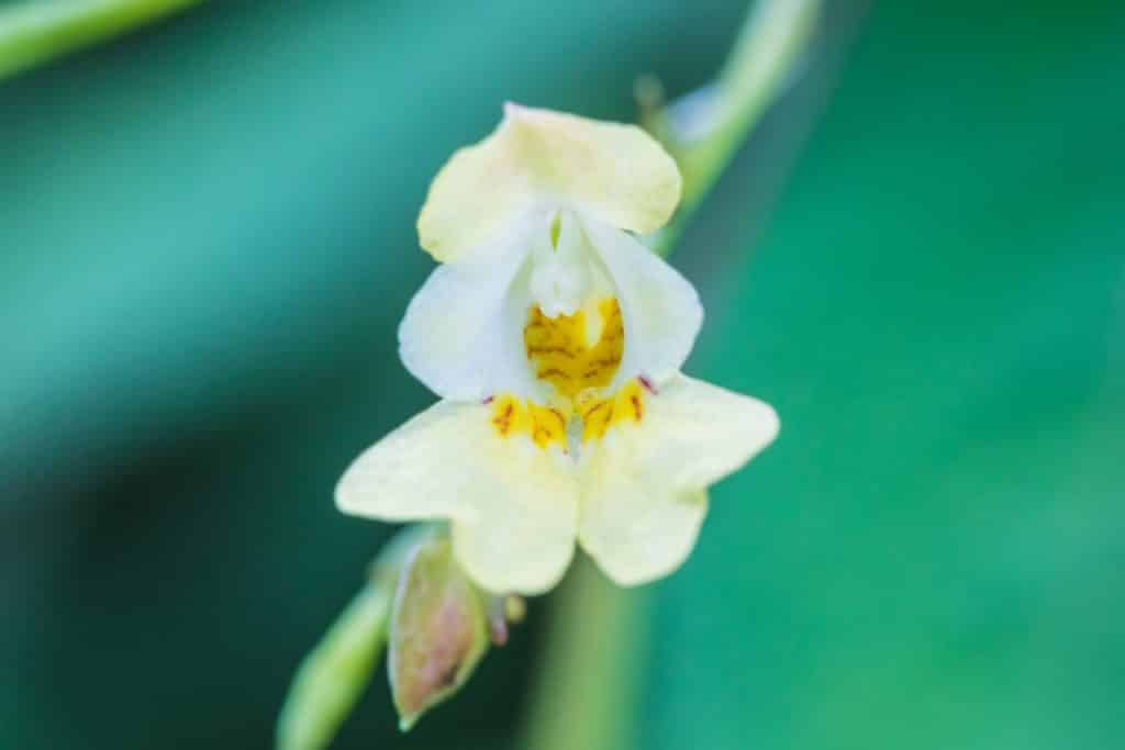 Imagem de uma flor de orquídea nas cores branca e amarela. A flor remete o conceito do clitóris da mulher.