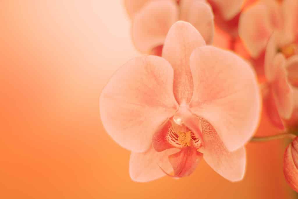 Imagem de uma flor de orquídea na cor laranja. O conceito da flor remete ao clitóris da mulher.