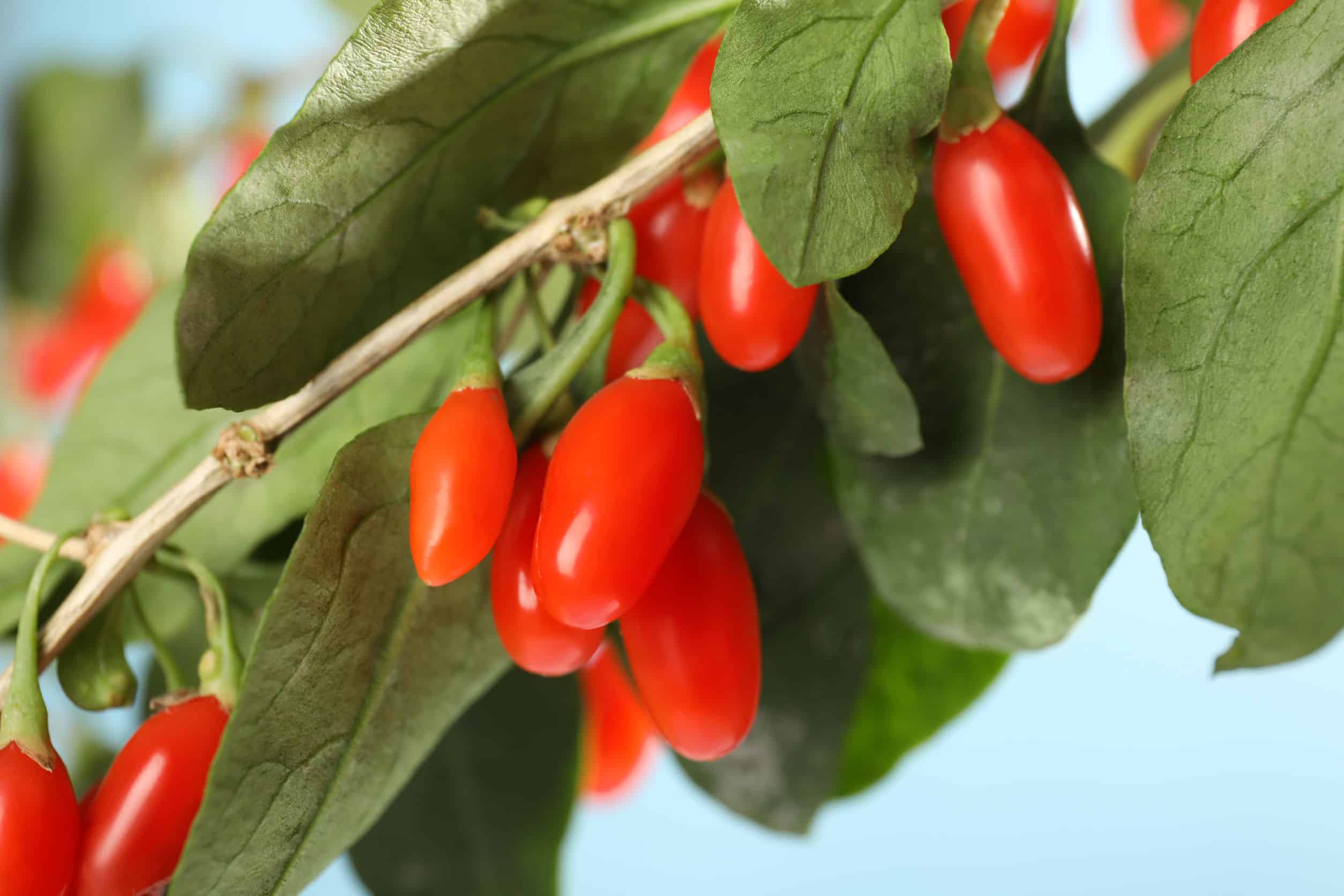 goji-berry-saiba-tudo-sobre-esse-fruto-um-superalimento