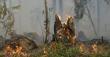 Imagem de uma parte do pantanal com um pouco de queimada.