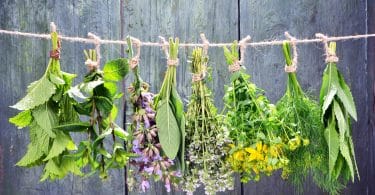 Imagem de várias ervas aromáticas penduradas em um varal de barbante. Elas estão sendo preparadas para serem utilizadas em um banho aromático.