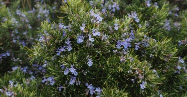 Imagem de um lindo e frondoso pé de alecrim todo florido com flores no tom azul claro.