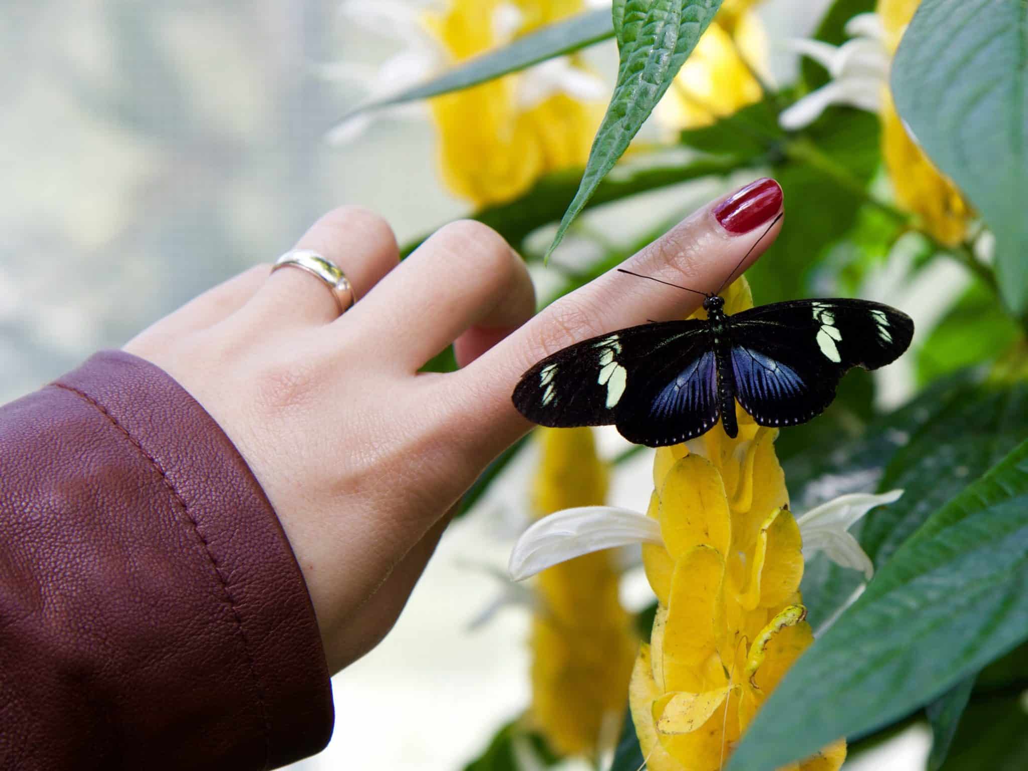 A simbologia da Borboleta! 🦋💖✨ #borboleta #xamanismo