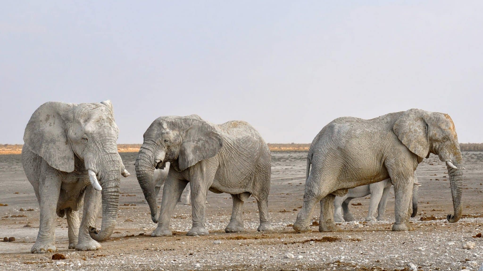 Conheça o significado de sonhar com elefante!