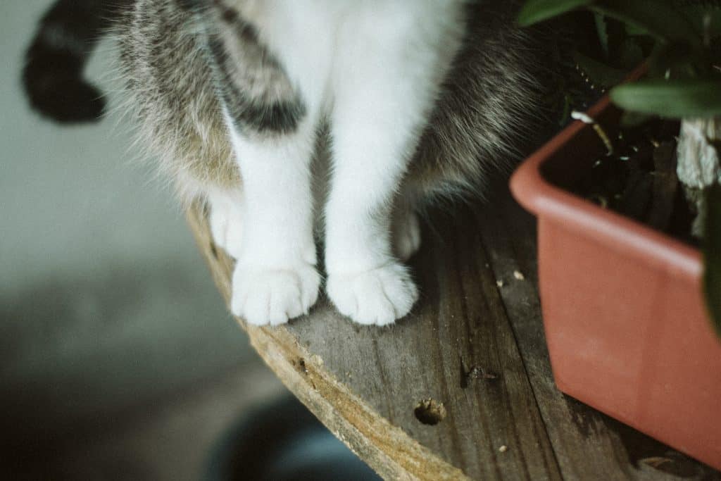 Patas de um gato sentado em uma mesa