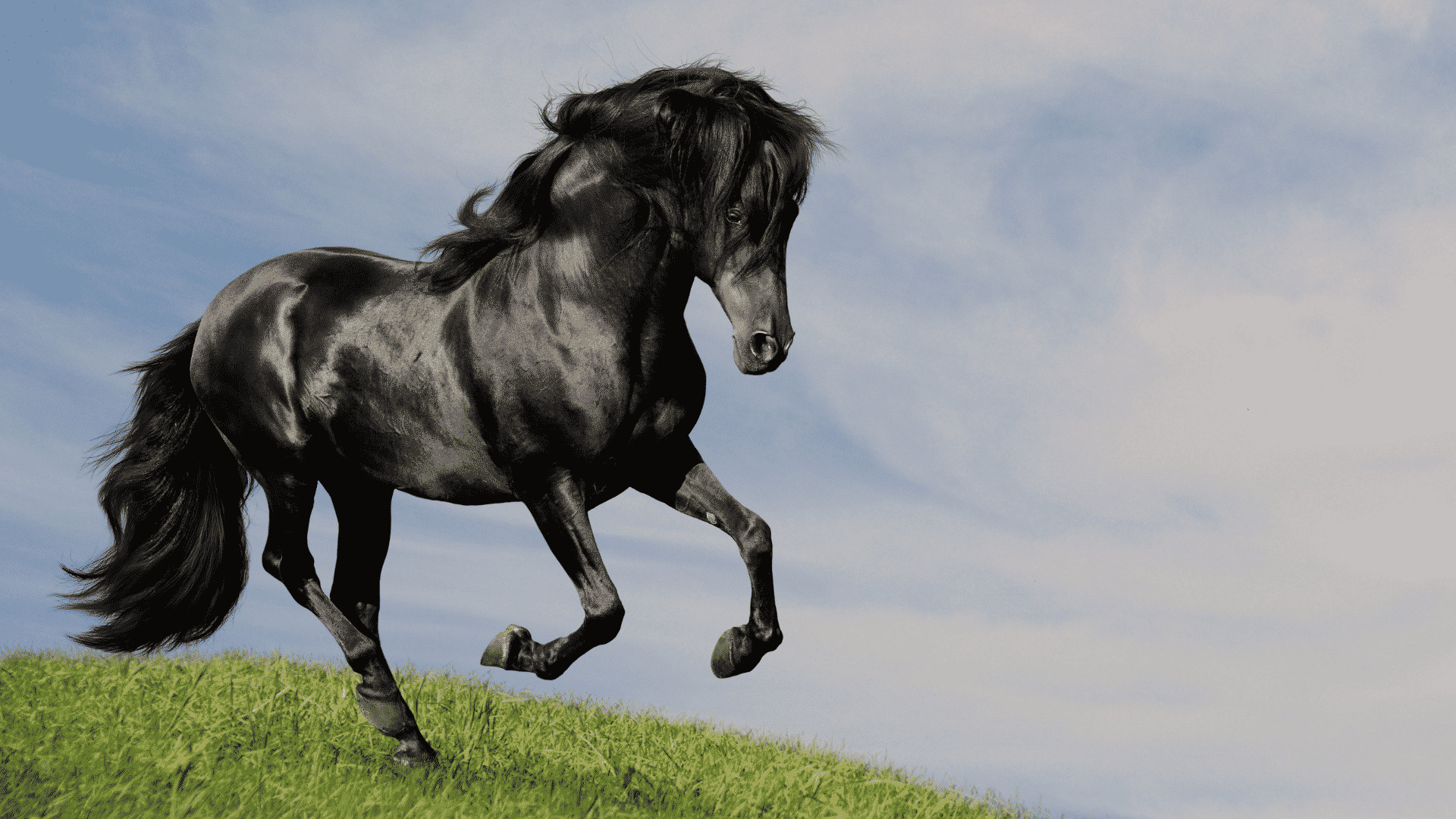 Sonhos Significado: sonhar com Cavalo bravo