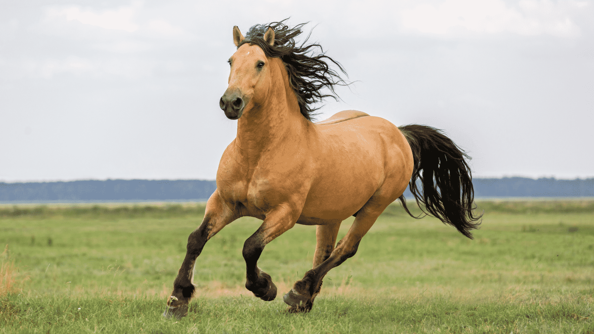 Sonhar Com Cavalo - Quais os Significados? O Que Quer Dizer?