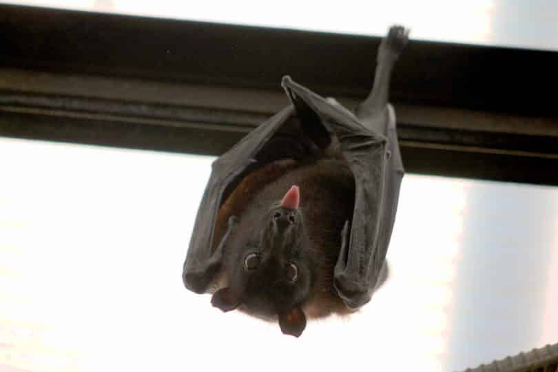 Um morcego (raposa-voadora) pendurado em uma grade ferro e exibindo sua língua.