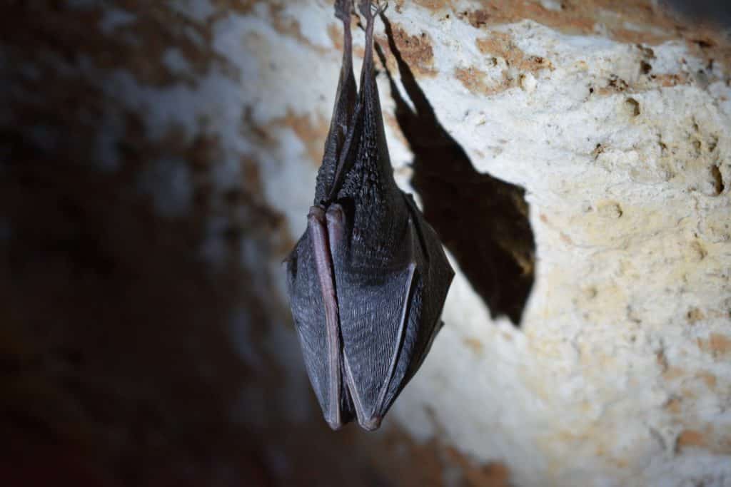 Um morcego se cobrindo da luz com suas asas.