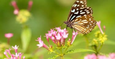 Borboleta marrom numa flor rosa.