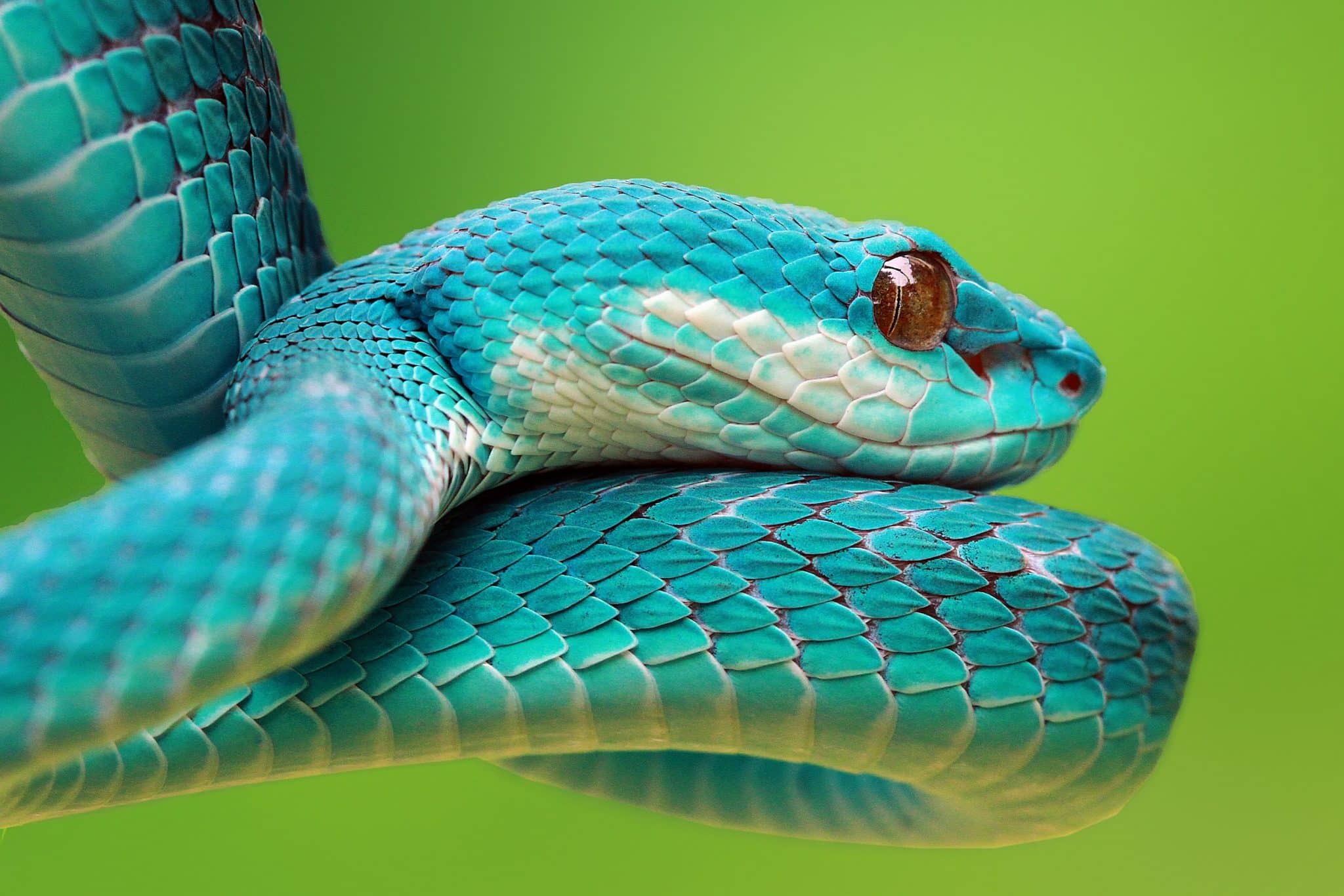 Cobra azul com olho branco
