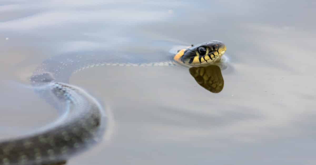 Sonhar Com Cobra Na água Descubra Todas As Interpretações 5150