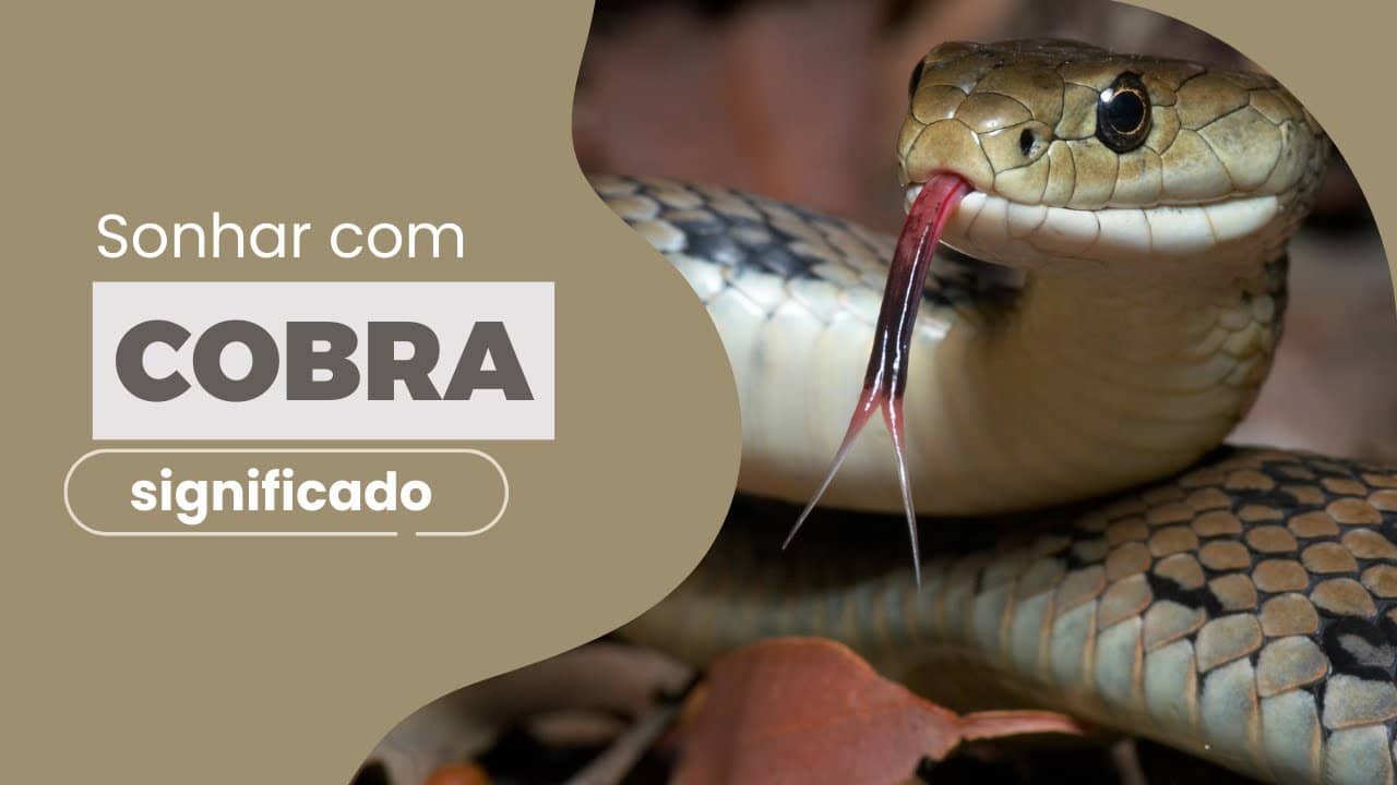 Significado de sonhar com cobra naja. Veja se há o que temer