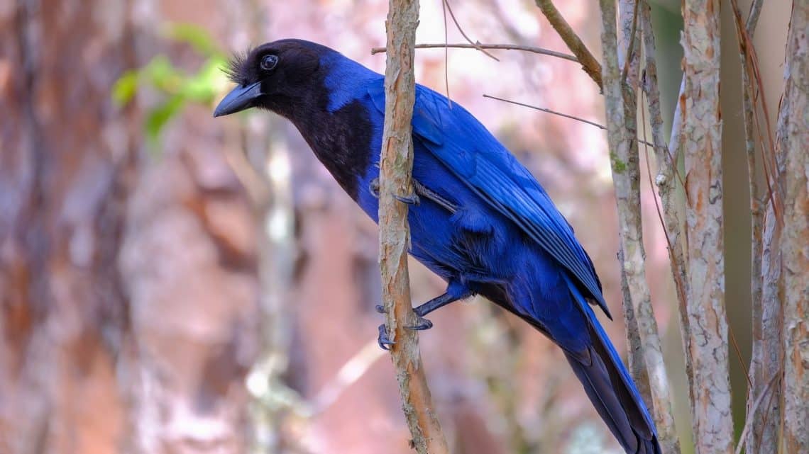 História Da Gralha Azul - LIBRAIN