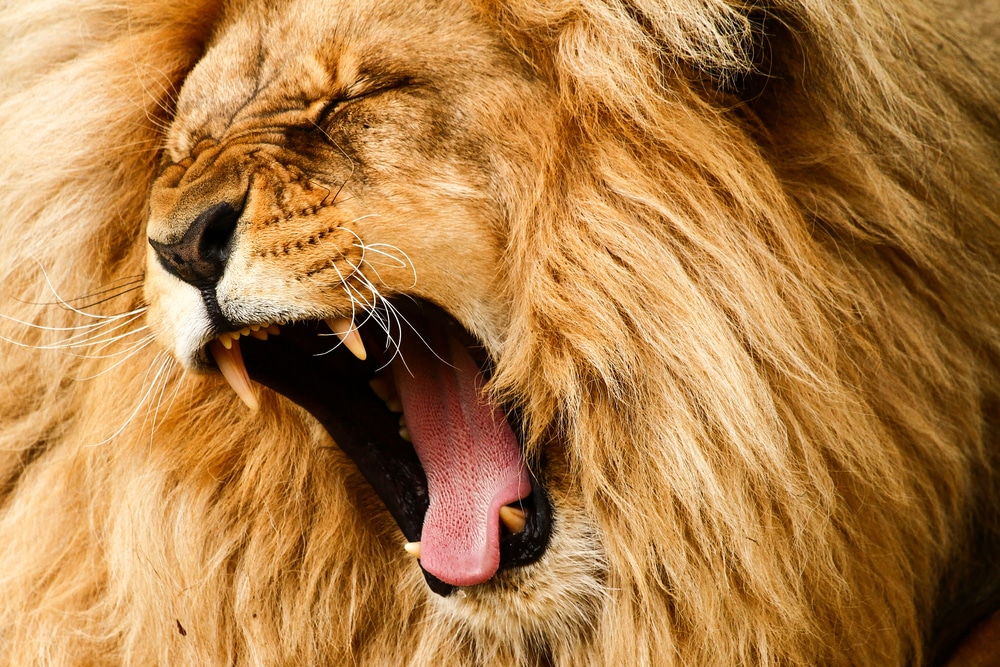 O que significa sonhar com leão? Veja as possibilidades