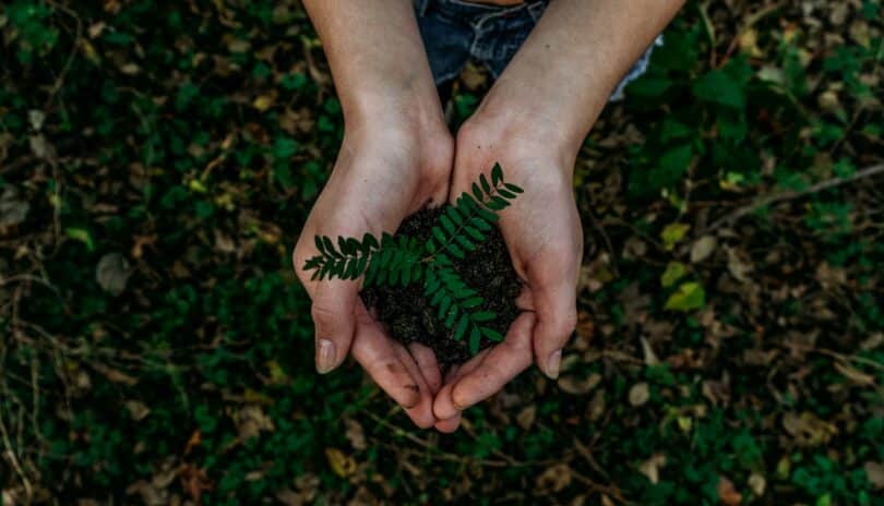 Mãos femininas segurando um punhado de terra com uma pequena planta bem esverdeada.