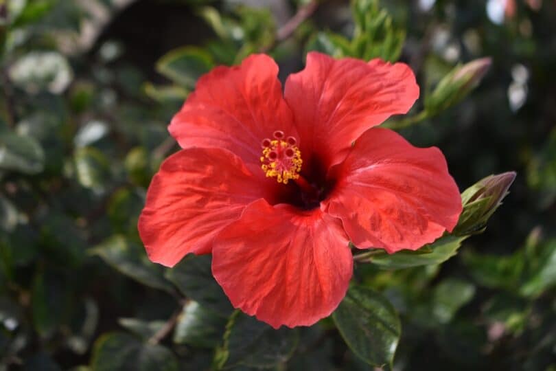 Flor vermelha de hibisco na natureza