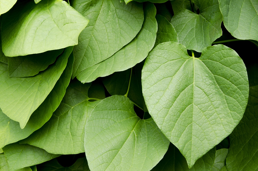 Kava kava conhe a os benef cios dessa planta medicinal