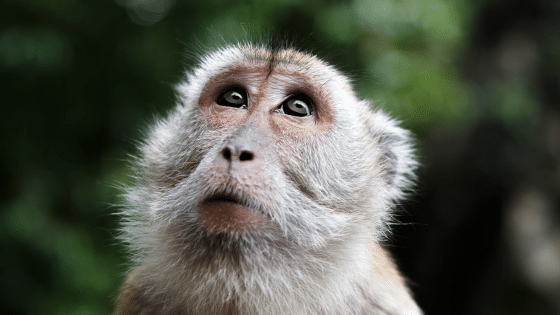 Macaco Natureza Floresta - Foto gratuita no Pixabay - Pixabay