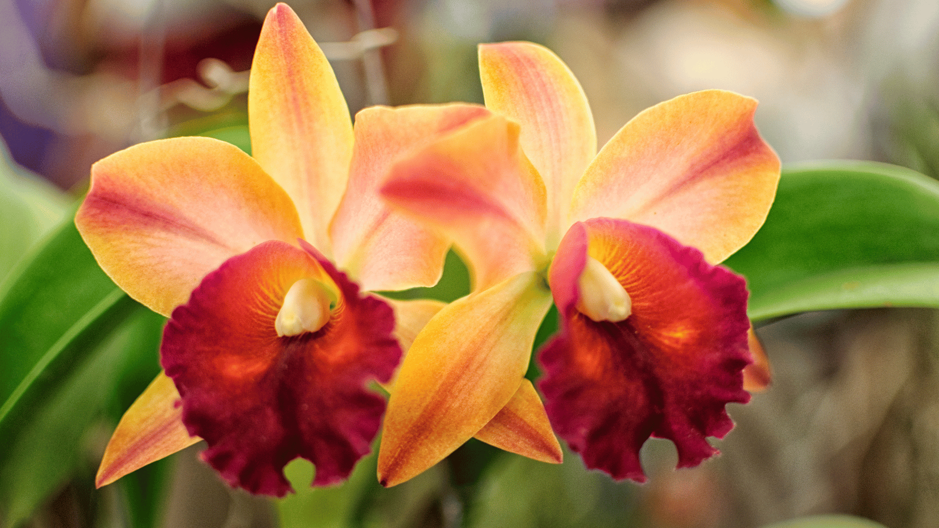 Cattleya orquídea: conheça a flor do desejo