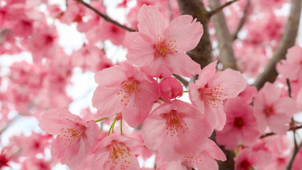 Imagem de várias flores de cerejeira na cor rosa.
