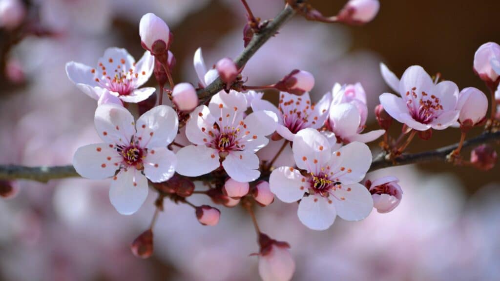 Imagem da flor de cerejeira de cor rosa claro, em um galho