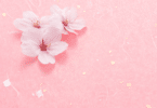 Imagem de fundo rosa e em destaque três flores de cerejeira.