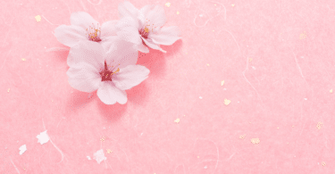 Imagem de fundo rosa e em destaque três flores de cerejeira.