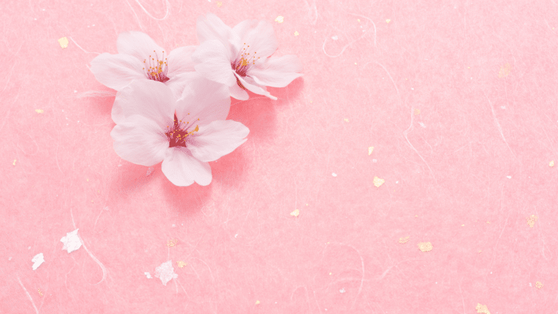 Imagem de fundo rosa e em destaque três flores de cerejeira.