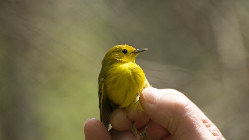 Imagem de uma mão segurando um passarinho amarelo.