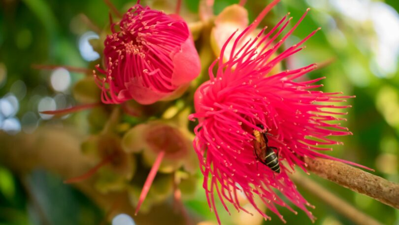 Imagem da flor de um jambeiro na cor rosa. No centro da flor, uma abelha extraindo o própolis.